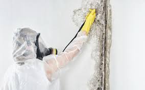 Best Mold Remediation for Healthcare Facilities in Albany, WI